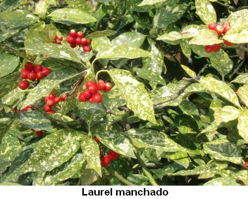 Laurel manchado.jpg